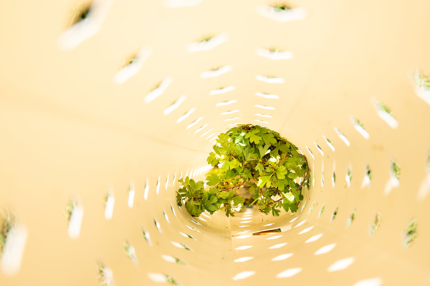 Biologisch afbreekbare TreeShelter