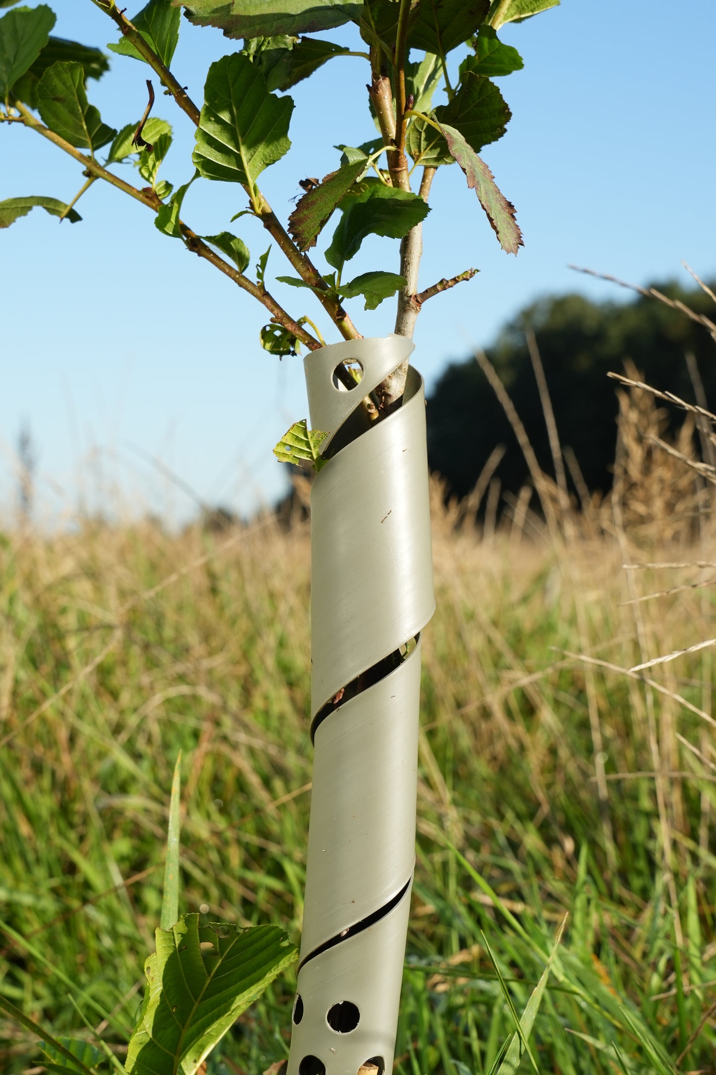 10 Biodegradable tree protector